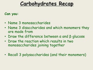 Carbohydrates Recap
Can you:
• Name 3 monosaccharides
• Name 3 disaccharides and which monomers they
are made from
• Draw the difference between α and β glucose
• Draw the reaction which results in two
monosaccharides joining together
• Recall 3 polysaccharides (and their monomers)
 
