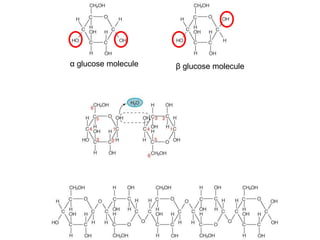 2--Cellulose---Starch.ppt