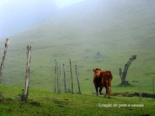 Criação de gado e cereais 