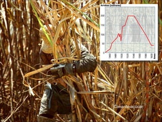 Cana-de-açúcar 