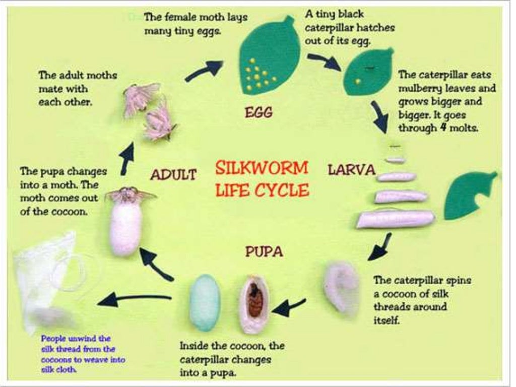 2 chapter types of silk and silkworm sps.