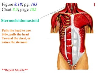 Figure 8.18; pg. 183
Chart 8.5; page 182
Pulls the head to one
Side, pulls the head
Toward the chest, or
raises the sternum
**Repeat Muscle**
1
Sternocleidomastoid
 