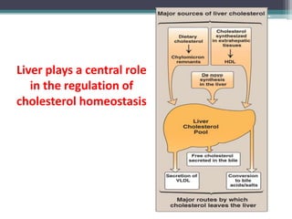 Liver plays a central role
in the regulation of
cholesterol homeostasis
 