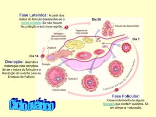 Dia 1
Dia 14
Dia 28
Fase Folicular:
Desenvolvimento de alguns
folículos que contêm ovócitos. Só
um atinge a maturação.
Ovulação: Quando a
maturação está completa,
dá-se a rotura do folículo e a
libertação do ovócito para as
Trompas de Falópio.
Fase Luteínica: A partir dos
restos do folículo desenvolve-se o
corpo amarelo. Se não houver
fecundação a estrutura regride.
 