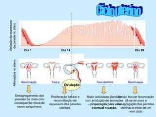 Variaçãodaespessura
daparededoúteroAlteraçõesnoútero.
Dia 14Dia 1 Dia 28
Ovulação
Desagregamento das
paredes do útero com
consequente rotura de
vasos sanguíneos.
Proliferação celular e
reconstituição da
espessura das paredes
uterinas.
Maior actividade glandular
com produção de secreções
– preparação para uma
eventual nidação.
Se não houver fecundação
dá-se de novo a
desagregação das paredes
uterinas e inicia-se um
novo ciclo.
 
