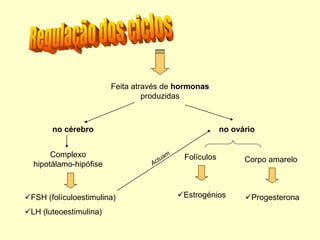 Feita através de hormonas
produzidas
no cérebro no ovário
Complexo
hipotálamo-hipófise
FSH (folículoestimulina)
LH (luteoestimulina)
Corpo amarelo
Progesterona
Folículos
Estrogénios
 