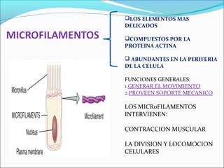 LOS ELEMENTOS MAS
DELICADOS
COMPUESTOS POR LA
PROTEINA ACTINA
 ABUNDANTES EN LA PERIFERIA
DE LA CELULA
FUNCIONES GENERALES:
1.GENERAR EL MOVIMIENTO
2.PROVEEN SOPORTE MECANICO
LOS MICRoFILAMENTOS
INTERVIENEN:
CONTRACCION MUSCULAR
LA DIVISION Y LOCOMOCION
CELULARES
 