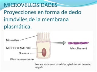 Son abundantes en las células epiteliales del intestino
delgado
 