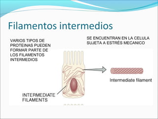 VARIOS TIPOS DE
PROTEINAS PUEDEN
FORMAR PARTE DE
LOS FILAMENTOS
INTERMEDIOS
SE ENCUENTRAN EN LA CELULA
SUJETA A ESTRÉS MECANICO
 