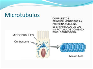 COMPUESTOS
PRINCIPALMENTE POR LA
PROTEINA TUBULINA
EL ENSAMBLADO DE LOS
MICROTUBULOS COMIENZA
EN EL CENTROSOMA
 