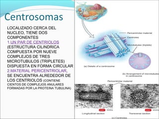 LOCALIZADO CERCA DEL
NUCLEO, TIENE DOS
COMPONENTES
1.UN PAR DE CENTRIOLOS
(ESTRUCTURA CILINDRICA
COMPUESTA POR NUEVE
COMPLEJOS DE TRES
MICROTUBULOS (TRIPLETES)
DISPUESTA EN FORMA CIRCULAR
2.MATERIAL PERICENTRIOLAR,
SE ENCUENTRA ALREDEDOR DE
LOS CENTRIOLOS (CONTIENE
CIENTOS DE COMPLEJOS ANULARES
FORMADAS POR LA PROTEINA TUBULINA)
 