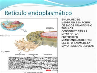 ES UNA RED DE
MEMBRANAS EN FORMA
DE SACOS APLANADOS O
TUBULOS.
CONSTITUYE CASI LA
MITAD DE LAS
SUPERFICIES
MEMBRANOSAS DENTRO
DEL CITOPLASMA DE LA
MAYORIA DE LAS CELULAS
 