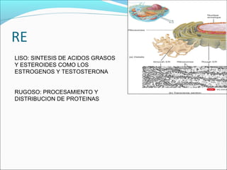 LISO: SINTESIS DE ACIDOS GRASOS
Y ESTEROIDES COMO LOS
ESTROGENOS Y TESTOSTERONA
RUGOSO: PROCESAMIENTO Y
DISTRIBUCION DE PROTEINAS
 