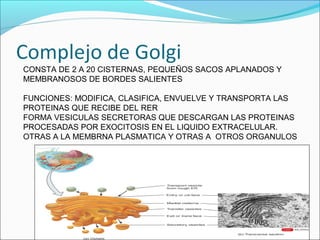 CONSTA DE 2 A 20 CISTERNAS, PEQUEÑOS SACOS APLANADOS Y
MEMBRANOSOS DE BORDES SALIENTES
FUNCIONES: MODIFICA, CLASIFICA, ENVUELVE Y TRANSPORTA LAS
PROTEINAS QUE RECIBE DEL RER
FORMA VESICULAS SECRETORAS QUE DESCARGAN LAS PROTEINAS
PROCESADAS POR EXOCITOSIS EN EL LIQUIDO EXTRACELULAR.
OTRAS A LA MEMBRNA PLASMATICA Y OTRAS A OTROS ORGANULOS
 