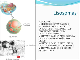 FUNCIONES
1.-DIGIERE LAS SUTANCIAS QUE
ENTRAN EN LA CELULA POR
ENDOCITOSIS TRANSPORTAN LOS
PRODUCTOS FINALES DE LA
DIGESTION AL CITOSOL
2.-LLEVAN A CABO LA AUTOFAGIA, LA
DIGESTION DE LOS ORGÁNULOS
VIEJOS
3.-LLEVAN A CABO LA AUTOLISIS, LA
DIGESTION DE UNA CELULA ENTERA
4.-LLEVAN A CABO LA DIGESTION
EXTRACELULAR
 