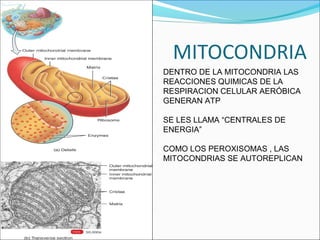 DENTRO DE LA MITOCONDRIA LAS
REACCIONES QUIMICAS DE LA
RESPIRACION CELULAR AERÓBICA
GENERAN ATP
SE LES LLAMA “CENTRALES DE
ENERGIA”
COMO LOS PEROXISOMAS , LAS
MITOCONDRIAS SE AUTOREPLICAN
 