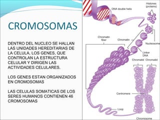 DENTRO DEL NUCLEO SE HALLAN
LAS UNIDADES HEREDITARIAS DE
LA CELULA, LOS GENES, QUE
CONTROLAN LA ESTRUCTURA
CELULAR Y DIRIGEN LAS
ACTIVIDADES CELULARES.
LOS GENES ESTAN ORGANIZADOS
EN CROMOSOMAS
LAS CELULAS SOMATICAS DE LOS
SERES HUMANOS CONTIENEN 46
CROMOSOMAS
 
