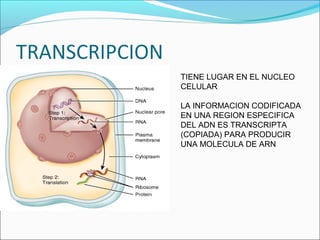 TIENE LUGAR EN EL NUCLEO
CELULAR
LA INFORMACION CODIFICADA
EN UNA REGION ESPECIFICA
DEL ADN ES TRANSCRIPTA
(COPIADA) PARA PRODUCIR
UNA MOLECULA DE ARN
 