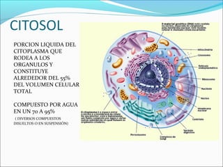 PORCION LIQUIDA DEL
CITOPLASMA QUE
RODEA A LOS
ORGANULOS Y
CONSTITUYE
ALREDEDOR DEL 55%
DEL VOLUMEN CELULAR
TOTAL
COMPUESTO POR AGUA
EN UN 70 A 95%
( DIVERSOS COMPUESTOS
DISUELTOS O EN SUSPENSIÓN)
 