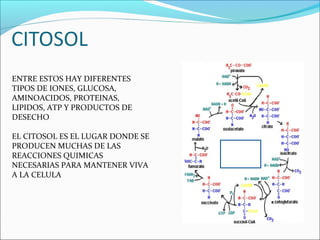 ENTRE ESTOS HAY DIFERENTES
TIPOS DE IONES, GLUCOSA,
AMINOACIDOS, PROTEINAS,
LIPIDOS, ATP Y PRODUCTOS DE
DESECHO
EL CITOSOL ES EL LUGAR DONDE SE
PRODUCEN MUCHAS DE LAS
REACCIONES QUIMICAS
NECESARIAS PARA MANTENER VIVA
A LA CELULA
 