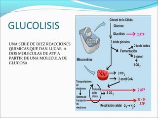 UNA SERIE DE DIEZ REACCIONES
QUIMICAS QUE DAN LUGAR A
DOS MOLECULAS DE ATP A
PARTIR DE UNA MOLECULA DE
GLUCOSA
 