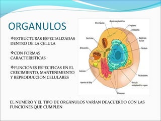 ESTRUCTURAS ESPECIALIZADAS
DENTRO DE LA CELULA
CON FORMAS
CARACTERISTICAS
FUNCIONES ESPECIFICAS EN EL
CRECIMIENTO, MANTENIMIENTO
Y REPRODUCCION CELULARES
EL NUMERO Y EL TIPO DE ORGÁNULOS VARÍAN DEACUERDO CON LAS
FUNCIONES QUE CUMPLEN
 