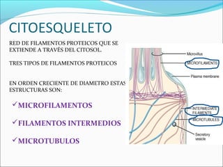 RED DE FILAMENTOS PROTEICOS QUE SE
EXTIENDE A TRAVÉS DEL CITOSOL.
TRES TIPOS DE FILAMENTOS PROTEICOS
EN ORDEN CRECIENTE DE DIAMETRO ESTAS
ESTRUCTURAS SON:
MICROFILAMENTOS
FILAMENTOS INTERMEDIOS
MICROTUBULOS
 