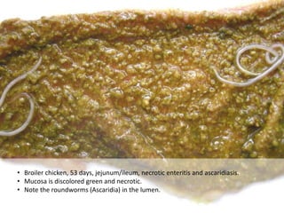 Clostridia Infection | PPTX