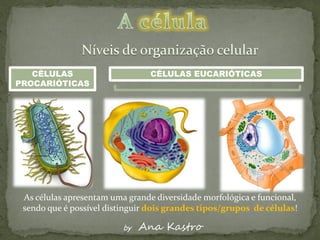 CÉLULAS                       CÉLULAS EUCARIÓTICAS
PROCARIÓTICAS




 As células apresentam uma grande diversidade morfológica e funcional,
 sendo que é possível distinguir dois grandes tipos/grupos de células!

                          by   Ana Kastro
 