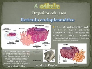  O retículo endoplasmático pode
                                               ser liso ou rugoso, consoante
                                               apresente ou não à sua superfície
                                               pequenos      outros     organitos
                                               chamados de ribossomas! (a função dos
                                               ribossomas é sintetizar proteínas)




O R.E. Liso não tem capacidade
de produzir proteínas pois não
tem ribossomas associados; no
  entanto tem capacidade de
    modificar as proteínas       Ribossoma
 produzidas pelo R.E. rugoso e
      de produzir lípidos          by   Ana Kastro
 