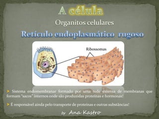 Ribossomas




 Sistema endomembranar formado por uma rede extensa de membranas que
formam “sacos” internos onde são produzidas proteínas e hormonas!

 É responsável ainda pelo transporte de proteínas e outras substâncias!

                                by   Ana Kastro
 