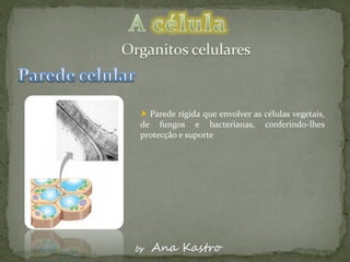  Parede rígida que envolver as células vegetais,
 de fungos e bacterianas, conferindo-lhes
 protecção e suporte




by   Ana Kastro
 