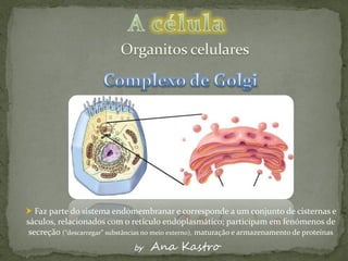  Faz parte do sistema endomembranar e corresponde a um conjunto de cisternas e
sáculos, relacionados com o retículo endoplasmático; participam em fenómenos de
 secreção (“descarregar” substâncias no meio externo), maturação e armazenamento de proteínas
                                by   Ana Kastro
 