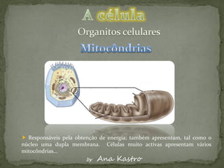 Responsáveis pela obtenção de energia; também apresentam, tal como o
núcleo uma dupla membrana. Células muito activas apresentam vários
mitocôndrias…
                       by   Ana Kastro
 