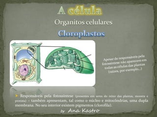  Responsáveis pela fotossíntese (presentes em seres do reino das plantas, monera e
protista) – também apresentam, tal como o núcleo e mitocôndrias, uma dupla
membrana. No seu interior existem pigmentos (clorofila).
                            by   Ana Kastro
 