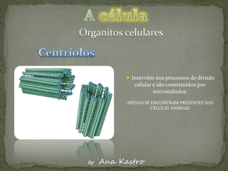  Intervêm nos processos de divisão
              celular e são constituídos por
                      microtúbulos.
           APENAS SE ENCONTRAM PRESENTES NAS
                     CÉLULAS ANIMAIS!




by   Ana Kastro
 