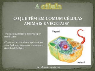 O QUE TÊM EM COMUM CÉLULAS
             ANIMAIS E VEGETAIS?
                                            Eucariótica
                                           Vegetal
                                            Vegetal
- Núcleo organizado e envolvido por
membranas

- Presença de retículo endoplasmático,
mitocôndrias, citoplasma, ribossomas,
aparelho de Golgi …



                                                          Eucariótica
                                                          Animal

                               by     Ana Kastro
 