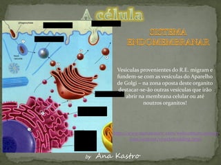 Vesículas provenientes do R.E. migram e
          fundem-se com as vesículas do Aparelho
          de Golgi – na zona oposta deste organito
           destacar-se-ão outras vesículas que irão
              abrir na membrana celular ou até
                      noutros organitos!




         http://www.sumanasinc.com/webcontent/animat
                 ions/content/vesiclebudding.html


by   Ana Kastro
 