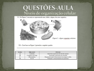 LETRA      ORGANITO                             FUNÇÃO
  A         Centríolo           Intervêm no processo de divisão nuclear
  B     Complexo de Golgi          Associado a processos de secreção
  C       Mitocôndrias      Responsável pelo fornecimento de energia à célula
  D          R.E.R              Produção e armazenamento de proteínas
 