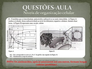 PISTA: Os aminoácidos, após se associarem uns aos outros, formam longas
                         cadeias (proteínas).
 