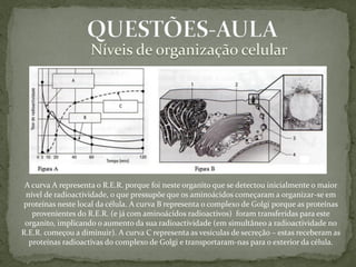 A curva A representa o R.E.R. porque foi neste organito que se detectou inicialmente o maior
 nível de radioactividade, o que pressupõe que os aminoácidos começaram a organizar-se em
proteínas neste local da célula. A curva B representa o complexo de Golgi porque as proteínas
   provenientes do R.E.R. (e já com aminoácidos radioactivos) foram transferidas para este
 organito, implicando o aumento da sua radioactividade (em simultâneo a radioactividade no
R.E.R. começou a diminuir). A curva C representa as vesículas de secreção – estas receberam as
  proteínas radioactivas do complexo de Golgi e transportaram-nas para o exterior da célula.
 