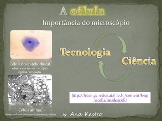 Célula do epitélio bucal
     observada ao microscópio
         óptico composto




                                            http://learn.genetics.utah.edu/content/begi
                                                         n/cells/insideacell/

         Célula animal
observada ao microscópio electrónico   by   Ana Kastro
 