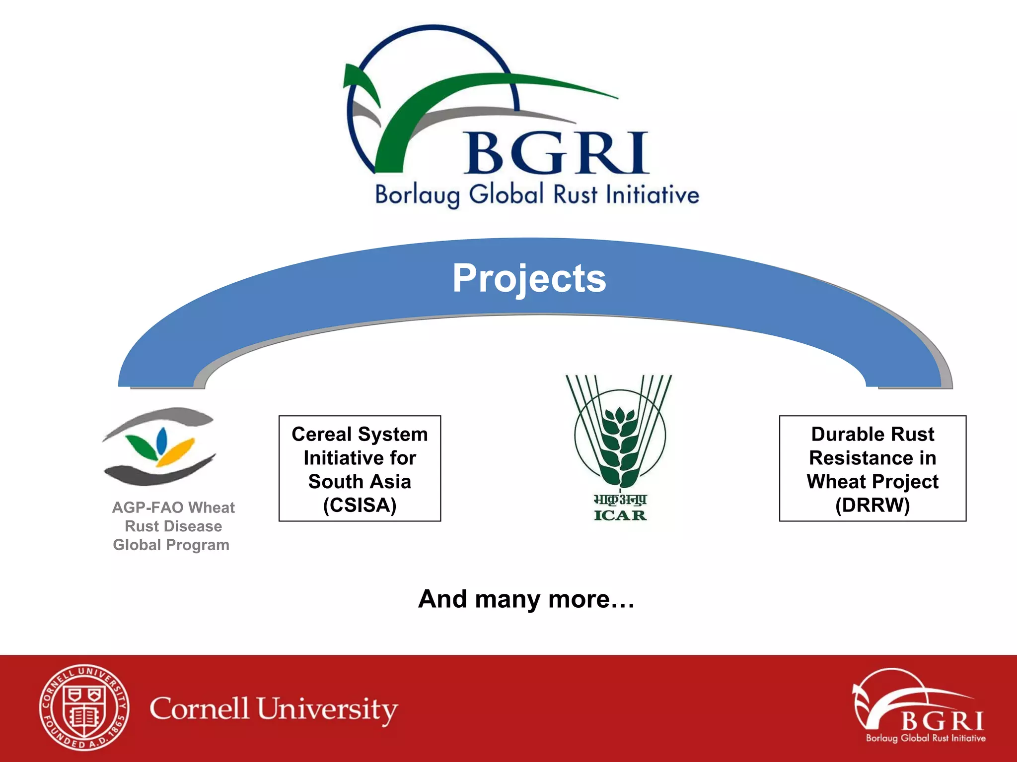 AGP-FAO Wheat Rust Disease Global Program  Cereal System Initiative for South Asia (CSISA) Projects And many more… Durable Rust Resistance in Wheat Project (DRRW) 