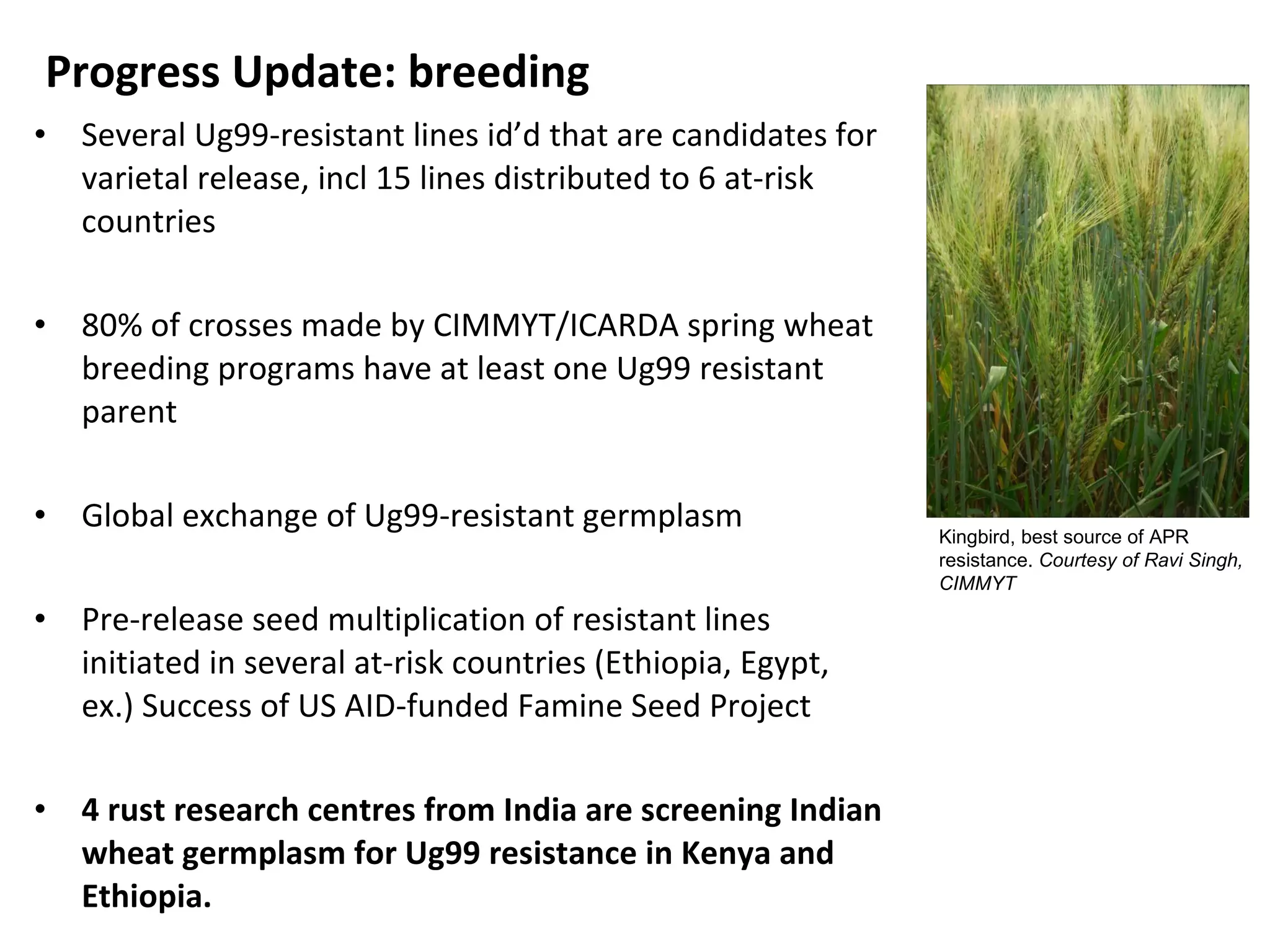 Several Ug99-resistant lines id ’d that are candidates for varietal release, incl 15 lines distributed to 6 at-risk countries 80% of crosses made by CIMMYT/ICARDA spring wheat breeding programs have at least one Ug99 resistant parent Global exchange of Ug99-resistant germplasm Pre-release seed multiplication of resistant lines initiated in several at-risk countries (Ethiopia, Egypt, ex.) Success of US AID-funded Famine Seed Project 4 rust research centres from India are screening Indian wheat germplasm for Ug99 resistance in Kenya and Ethiopia. Progress Update: breeding Kingbird, best source of APR resistance.  Courtesy of Ravi Singh, CIMMYT 