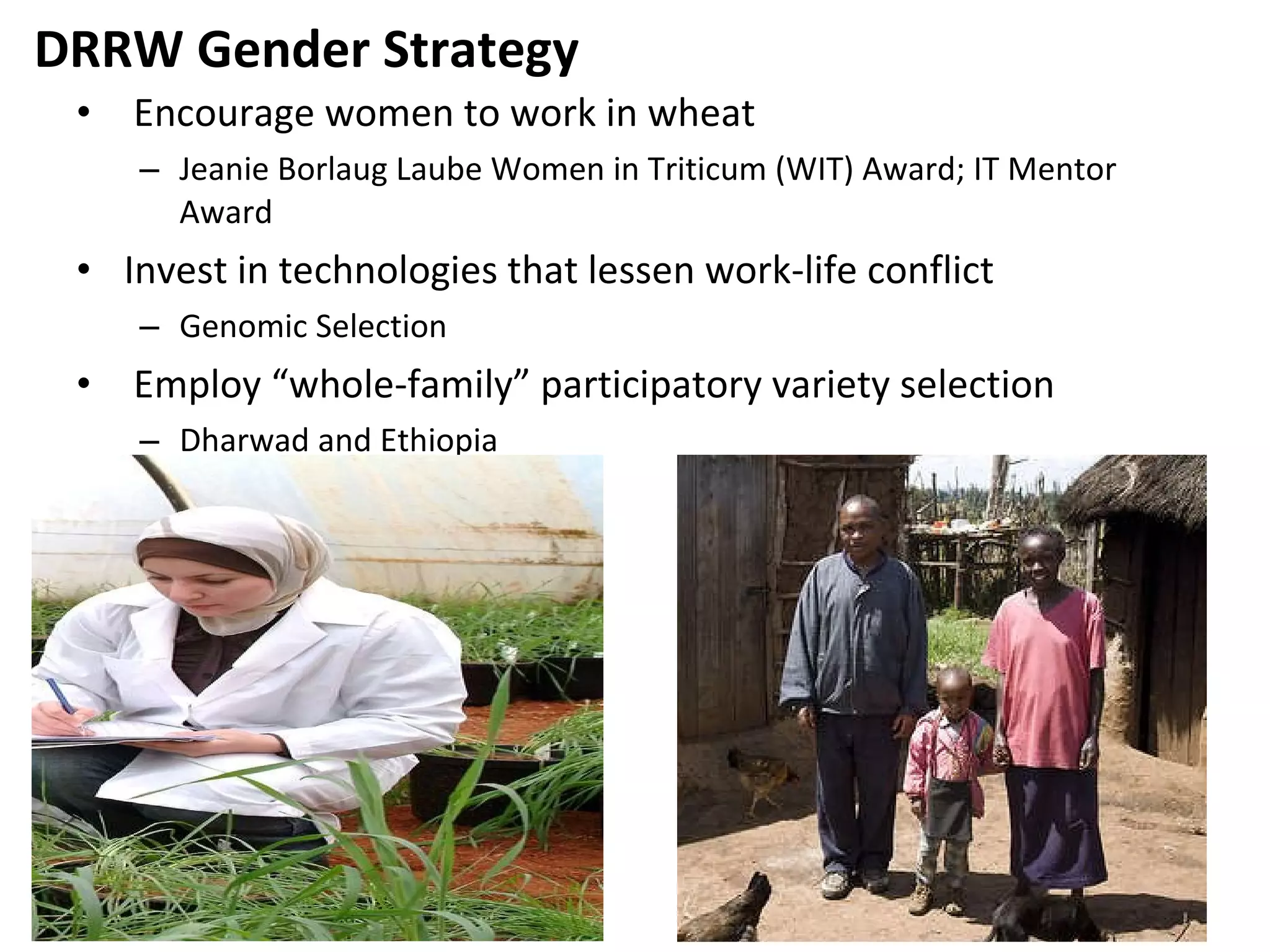 DRRW Gender Strategy Encourage women to work in wheat Jeanie Borlaug Laube Women in Triticum (WIT) Award; IT Mentor Award Invest in technologies that lessen work-life conflict Genomic Selection Employ  “whole-family” participatory variety selection Dharwad and Ethiopia 