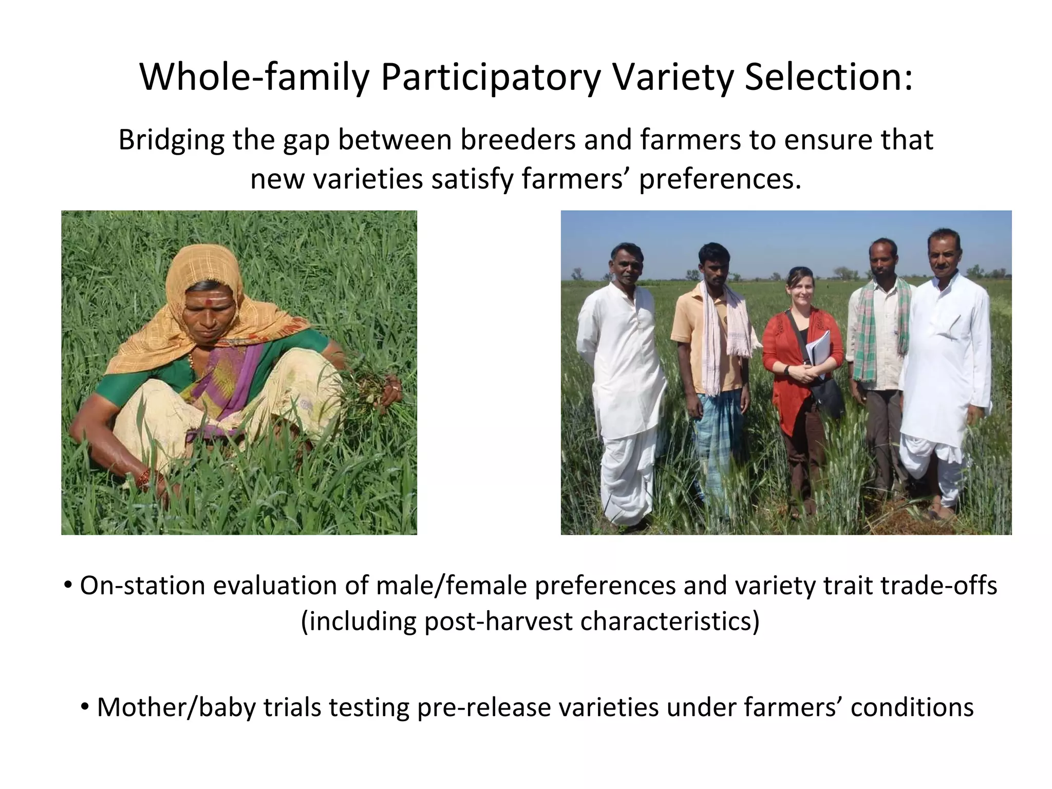 Whole-family Participatory Variety Selection: Bridging the gap between breeders and farmers to ensure that new varieties satisfy farmers’ preferences. On-station evaluation of male/female preferences and variety trait trade-offs (including post-harvest characteristics) Mother/baby trials testing pre-release varieties under farmers’ conditions  