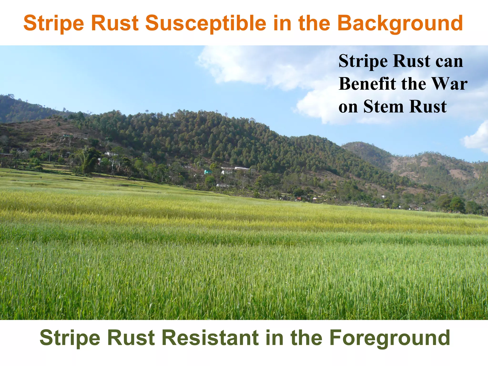 Stripe Rust Susceptible in the Background Stripe Rust Resistant in the Foreground Stripe Rust can Benefit the War on Stem Rust 