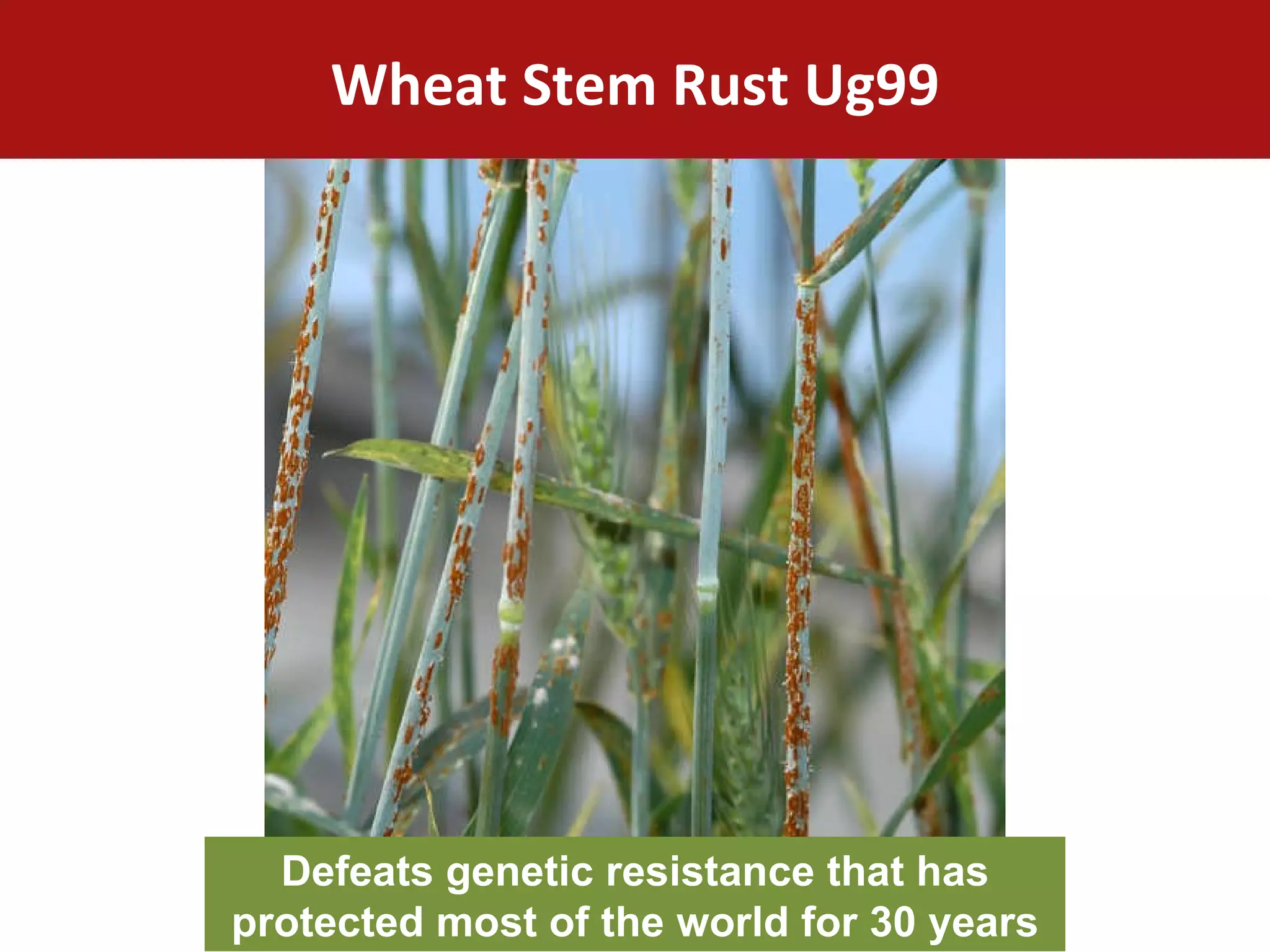 Wheat Stem Rust Ug99 Defeats genetic resistance that has protected most of the world for 30 years 