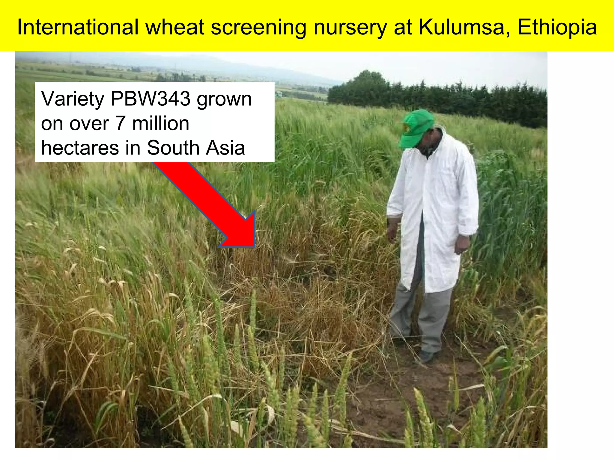 Variety PBW343 grown on over 7 million hectares in South Asia International wheat screening nursery at Kulumsa, Ethiopia 