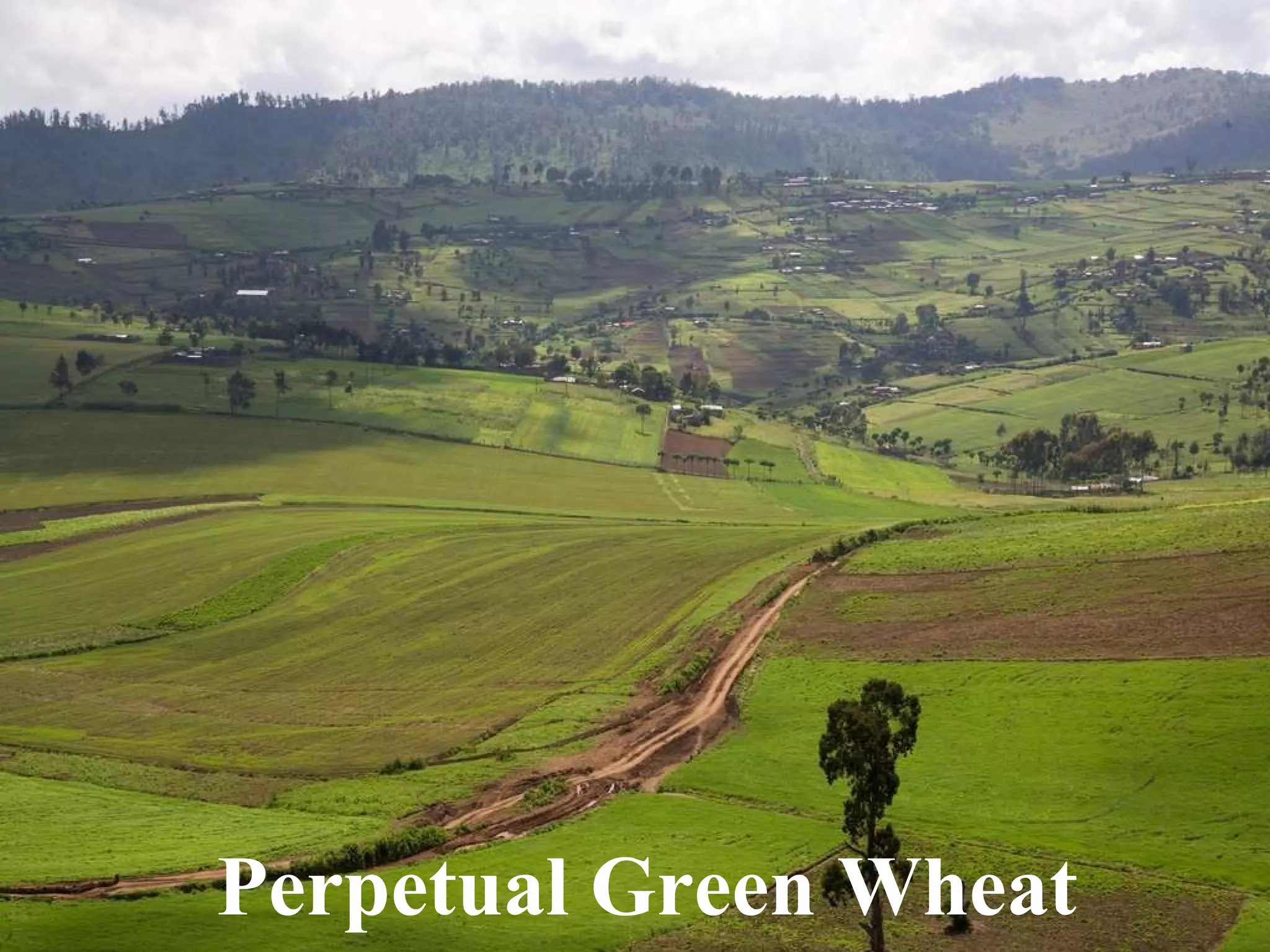Perpetual Green Wheat 